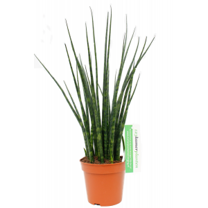 Sansevieria Fernwood