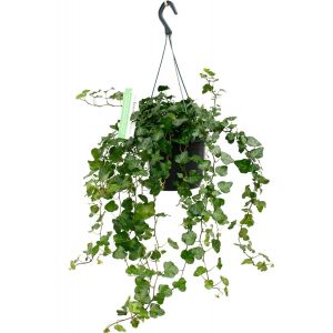 Leuke Hedera hangplant kopen