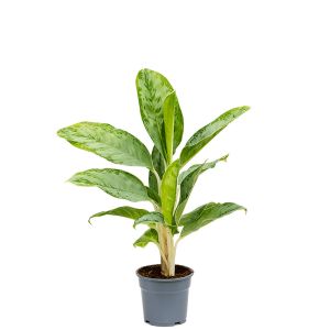 Aglaonema cintho queen