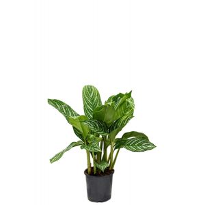 Aglaonema stripes plant