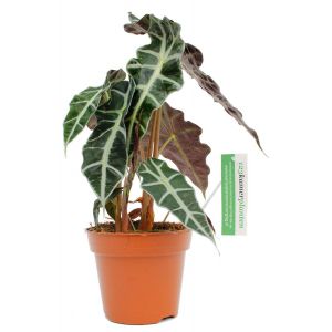 Alocasia polly 17cm