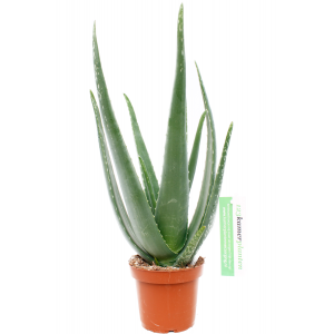 Aloe vera succulente