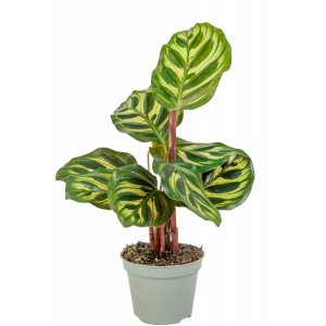 Calathea-makoyana-stekje