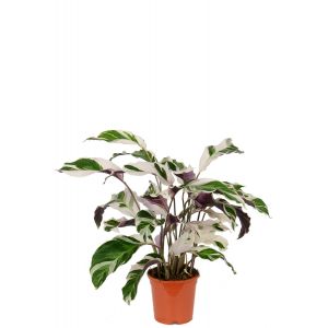 Calathea fusion white 1