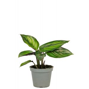 Calathea mieli 1