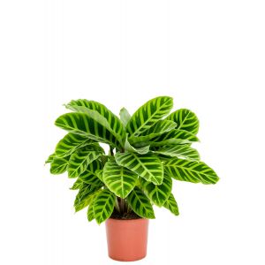 Calathea zebrina plante d interieur