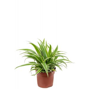 Chlorophytum ocean