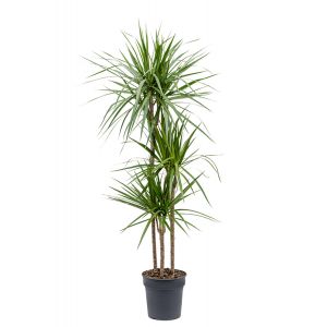 Dracaena-marginata-kamerplant-kopen