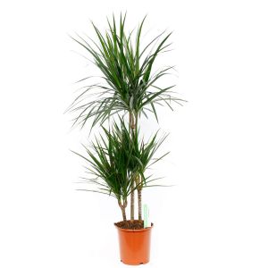 Kamerplant Dracaena Marginata