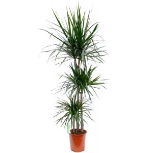 Dracaena Marginata zimmerpflanze