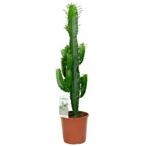 Euphorbia acruensis cactus 