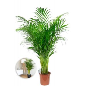 Grande areca plante palmier