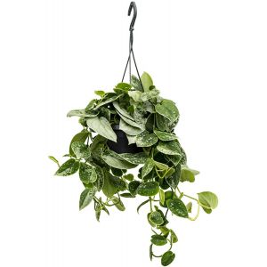 Hangplant scindapsus pictus silvery ann