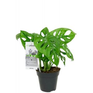 Monstera obliqua kamerplant 1 1