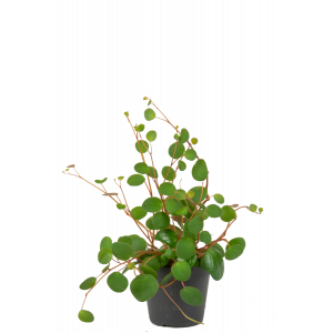 Peperomia-pepperspot-stekje-