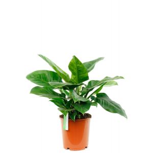 Philodendron Imperial Green 24cm