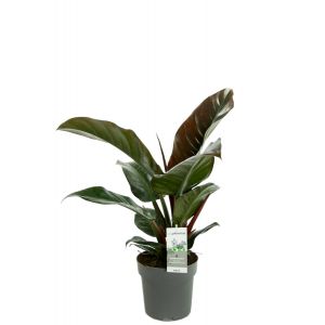 Philodendron imperial red kamerplant 3