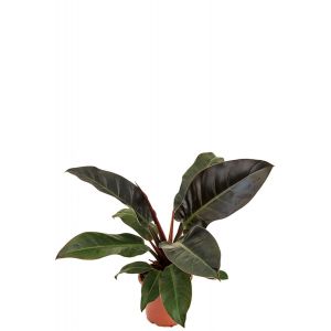 Philodendron imperial red plant