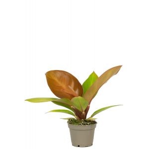 Philodendron orange plantje