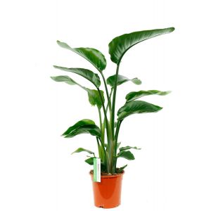 Plante d interieur strelitzia nicolai