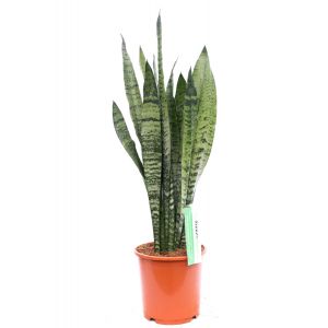 Sansevieria Zeylanica kamerplant kopen bij 123planten