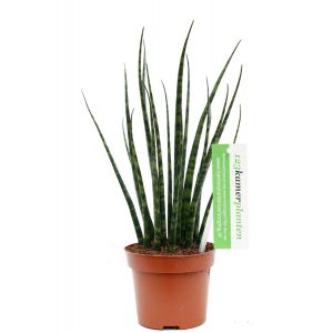 Plante d'intérieur Sansevieria Fernwood 