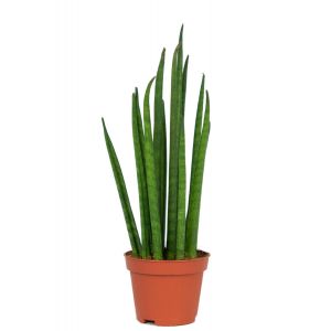 Sansevieria mikado 2