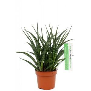 Sansevieria fernwood punk