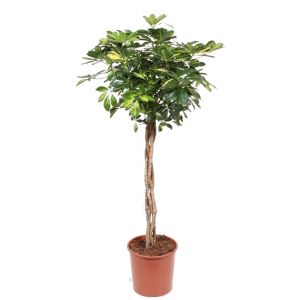 Schefflera Gold Capella