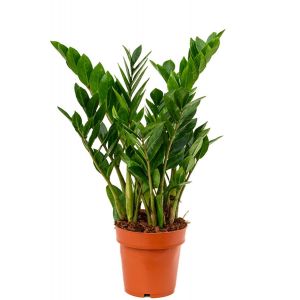 Zamioculcas zamiifolia-