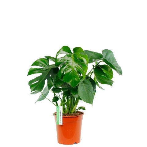 Acheter une plante a trou philodendron monstera