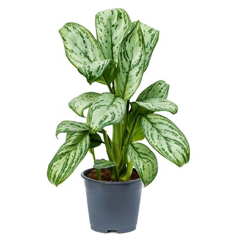 Aglaonema christina 2