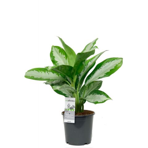 Aglaonema diamond kamerplant 1