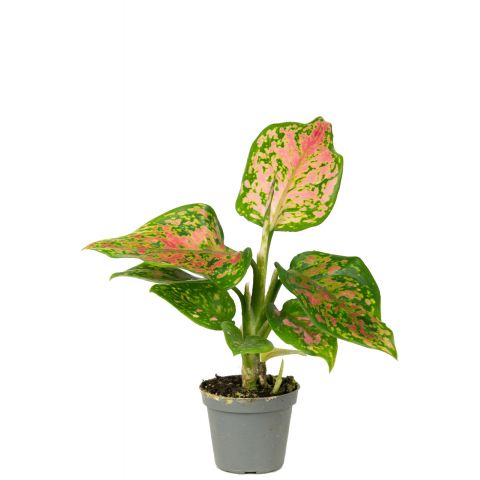 Aglaonema red valentine planten