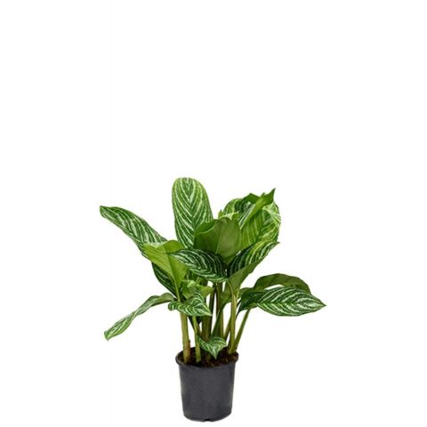 Aglaonema stripes plant