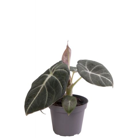 Alocasia black velvet pflanze