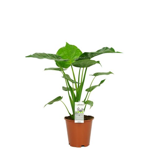 Alocasia cucullata kamerplant