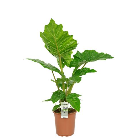 Alocasia portodora kamerplant 1