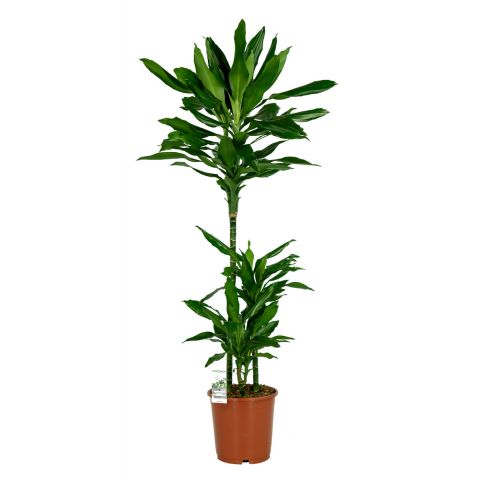 Dracaena-janet-lind-online-kopen-2