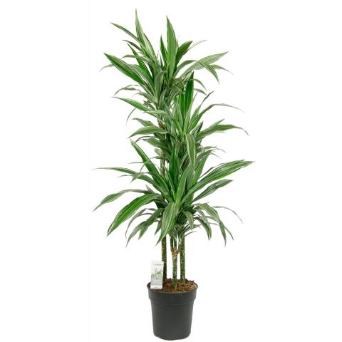 Dracaena warneckei kamerplant 2