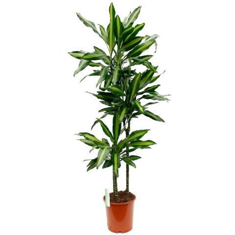 Plante d'intérieur Dracaena Cintho 