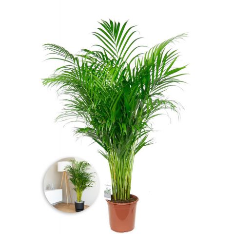 Grande areca plante palmier