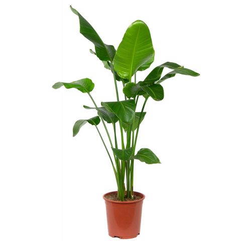 Grote strelitzia plant 1