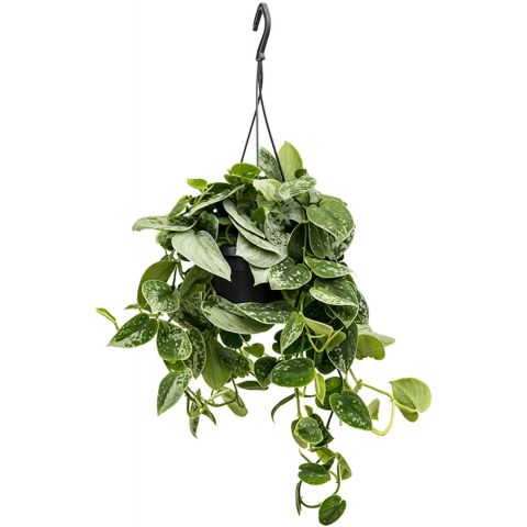 Hangplant scindapsus pictus silvery ann