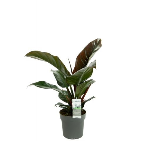 Philodendron imperial red kamerplant 3