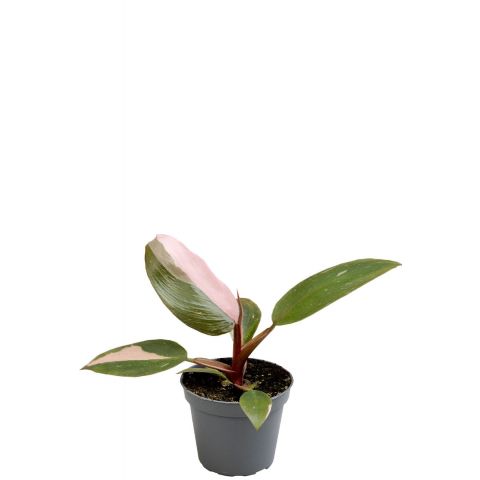 Philodendron pink princess 2 1