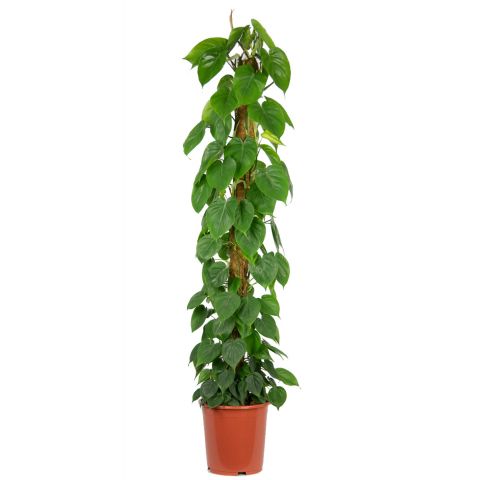 Philodendron scandens plante d interieur 1