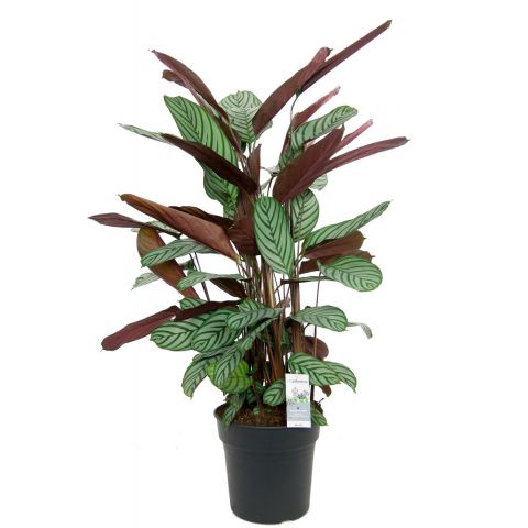 Plante d interieur calathea oppenheimiana