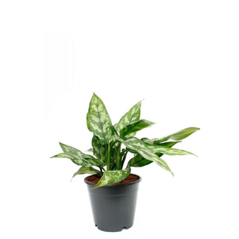 Aglaonema maria 