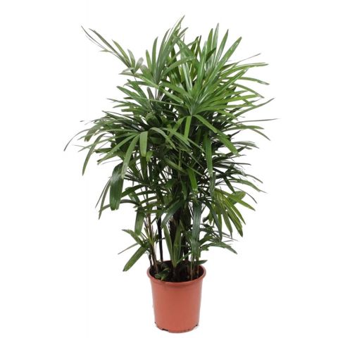 Rhapis-excelsa-stockpalme